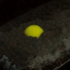 Sticky Baits Hi-Attract Pop Ups In Pineapple And Nbutyric, 16mm -TronixFishing shop go 437494 d